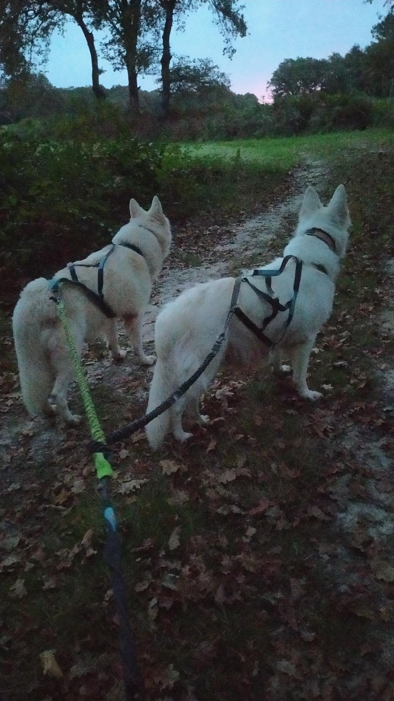 Tokyo_et_Opale_course